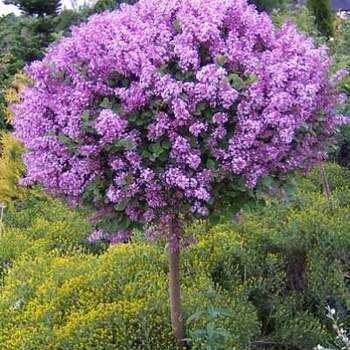 Syringa 'SMSJBP7' PP26549, Can 5076