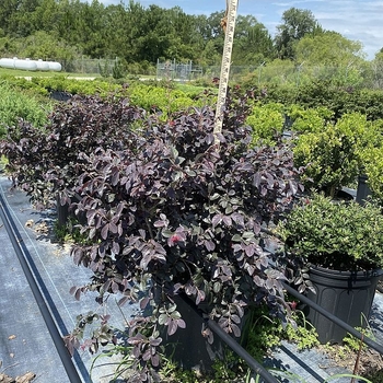 Loropetalum chinense 'Red Chocolate'
