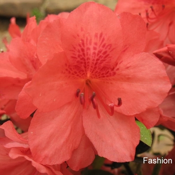 Rhododendron 'Fashion' 