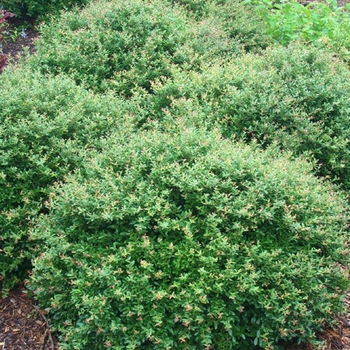 Ilex vomitoria