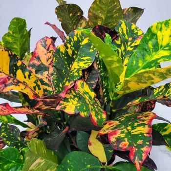 Codiaeum variegatum 'Magnificent' 