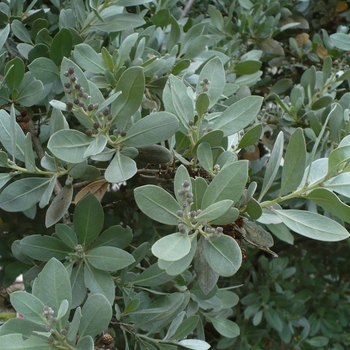 Conocarpus erectus var. sericeus