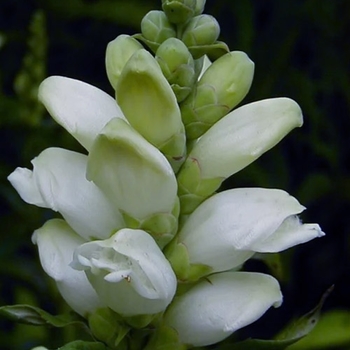 Chelone glabra
