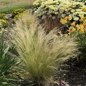 Nassella tenuissima '' (311791)