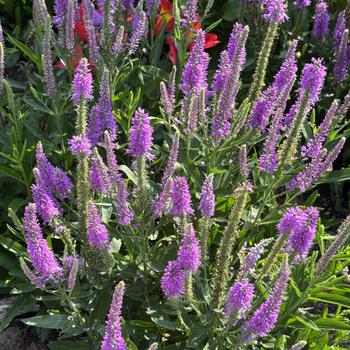 Veronica 'Da Vinci Delight' PPAF