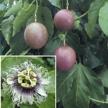 Passiflora edulis 'Possum Purple'