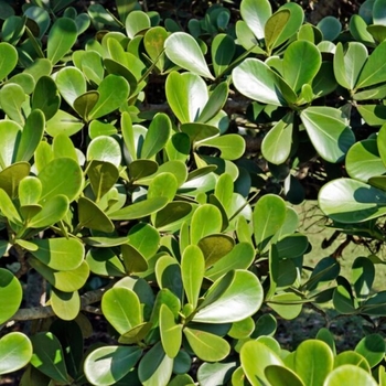 Clusia guttifera
