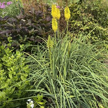 Kniphofia 'Gold Rush' (311796)