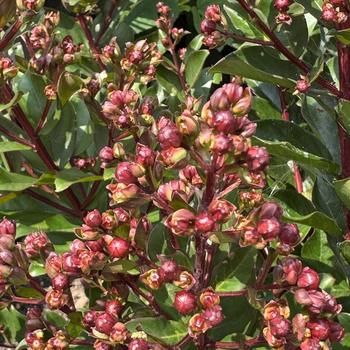 Lagerstroemia indica Barista® 'Cool Beans' (311798)