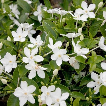 Wrightia antidysenterica