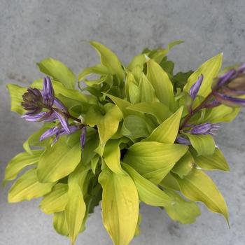 Hosta 'Time in a Bottle' (311800)