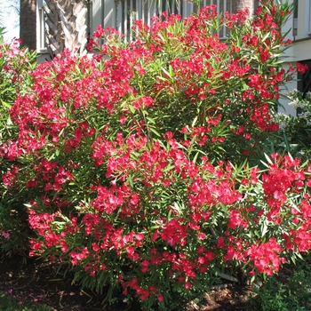 Nerium oleander