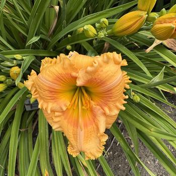 Hemerocallis 'Orange Smoothie' PP26763P2