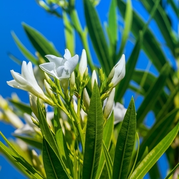 Nerium oleander