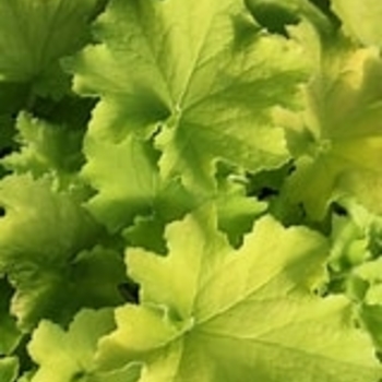 Heuchera 'Guacamole' PPAF