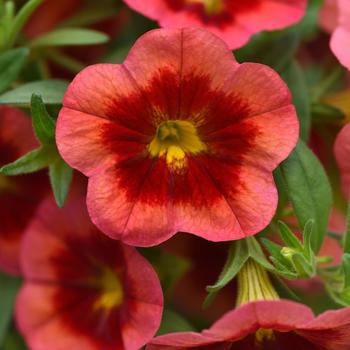 Calibrachoa 'Coral Flash'