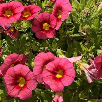 Calibrachoa MiniFamous® Neo 'Coral Flash' (311817)