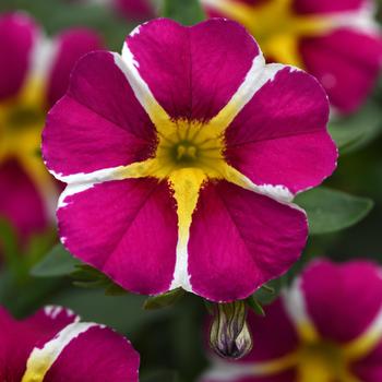 Calibrachoa MiniFamous® Neo 'Magenta Star' (311821)