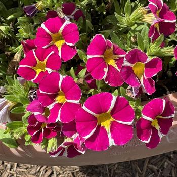 Calibrachoa 'Magenta Star' 
