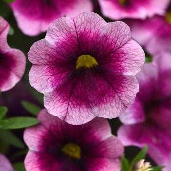 Calibrachoa MiniFamous® Neo 'Rose Flash' (311829)