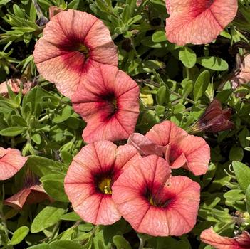 Calibrachoa 'Bloomtastic Peach Grenadine Imp'