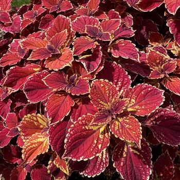 Coleus 'PartyTime Crimson' 