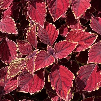 Coleus 'PartyTime Royal Red' 