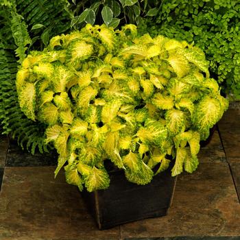 Coleus 'PartyTime Lime'