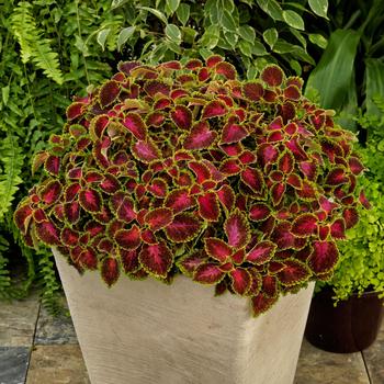 Coleus PartyTime&trade; 'Pink Berry' (311837)