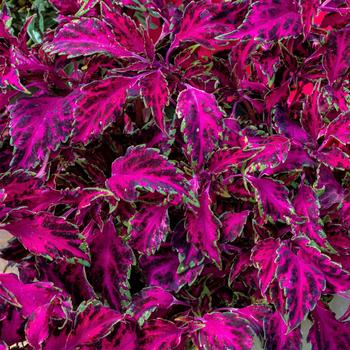 Coleus 'PartyTime Pink Fizz'
