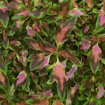 Coleus 'PartyTime Raggae Salmon'