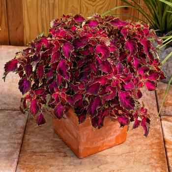 Coleus PartyTime™ 'Ruby Punch' (311842)