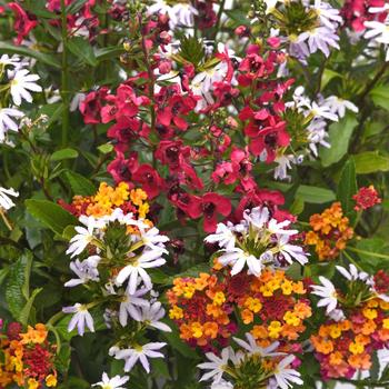 Combination Planter MixMasters™ 'Passion Week' (311843)