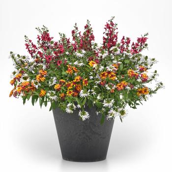 Combination Planter MixMasters™ 'Passion Week' (311844)