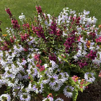 Combination Planter MixMasters™ 'Passion Week' (311846)