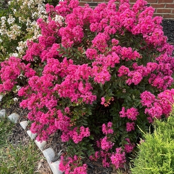 Lagerstroemia indica 'Cherry Delight' PP17471