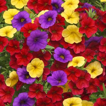 Combination Planter 'Poppin Primaries'