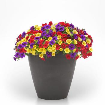 Combination Planter MixMasters™ 'Poppin Primaries' (311851)