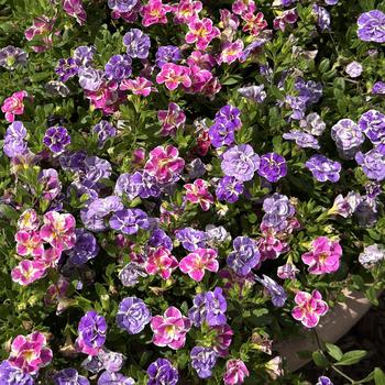 Calibrachoa Trixi® 'Funtopia Utopia' (311854)