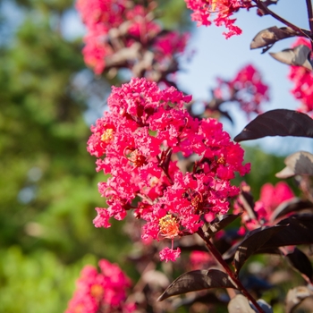 Lagerstroemia indica 'Mystic Magenta™' USPP27494P3