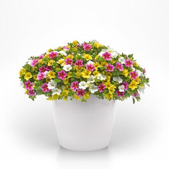 Calibrachoa 'Savoring Starfruit' 