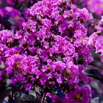 Lagerstroemia indica 'Purely Purple™' PP23923