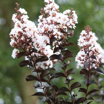 Lagerstroemia 'JM4' PPAF