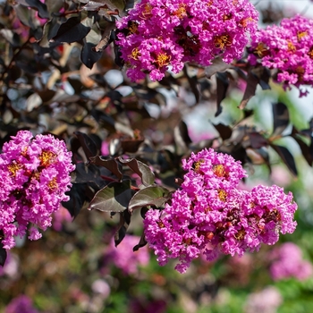 Lagerstroemia 'JM8' PP30,622