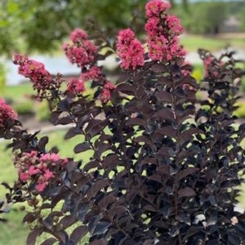 Lagerstroemia 'JM5' PPAF