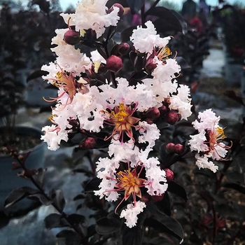 Lagerstroemia indica 'Pure White™' PP30176P2