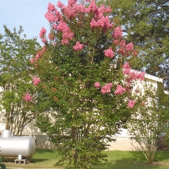 Lagerstroemia indica x fauriei 'Sioux' 