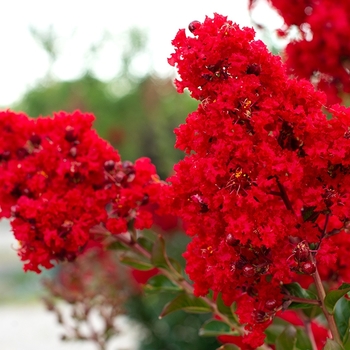 Lagerstroemia indica 'Miss Frances' 