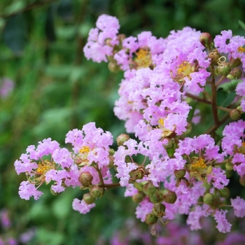 Lagerstroemia indica x fauriei 'Muskogee'