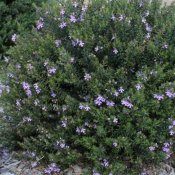 Westringia 'Amethyst' 